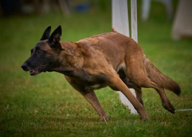 İki köpek birbirleri ile suda oynuyorlar. Belçika Malinois Çobanı