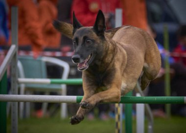 İki köpek birbirleri ile suda oynuyorlar. Belçika Malinois Çobanı