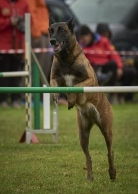 İki köpek birbirleri ile suda oynuyorlar. Belçika Malinois Çobanı
