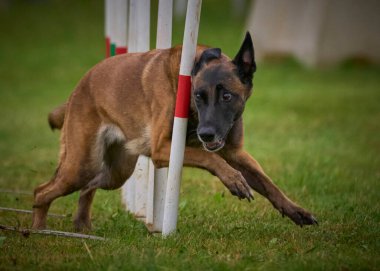 İki köpek birbirleri ile suda oynuyorlar. Belçika Malinois Çobanı