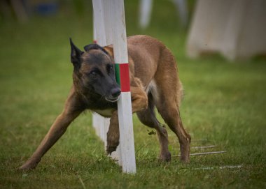 İki köpek birbirleri ile suda oynuyorlar. Belçika Malinois Çobanı