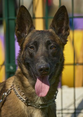 İki köpek birbirleri ile suda oynuyorlar. Belçika Malinois Çobanı