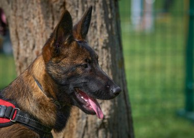 İki köpek birbirleri ile suda oynuyorlar. Belçika Malinois Çobanı