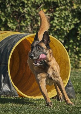İki köpek birbirleri ile suda oynuyorlar. Belçika Malinois Çobanı