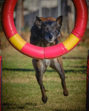 İki köpek birbirleri ile suda oynuyorlar. Belçika Malinois Çobanı