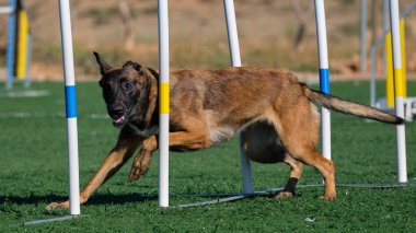 İki köpek birbirleri ile suda oynuyorlar. Belçika Malinois Çobanı