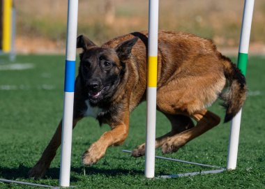 İki köpek birbirleri ile suda oynuyorlar. Belçika Malinois Çobanı