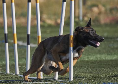 İki köpek birbirleri ile suda oynuyorlar. Belçika Malinois Çobanı