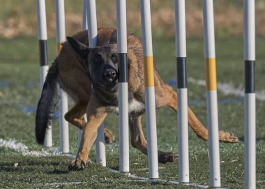 İki köpek birbirleri ile suda oynuyorlar. Belçika Malinois Çobanı