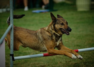 İki köpek birbirleri ile suda oynuyorlar. Belçika Malinois Çobanı