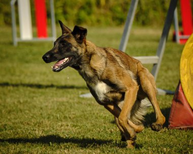 İki köpek birbirleri ile suda oynuyorlar. Belçika Malinois Çobanı