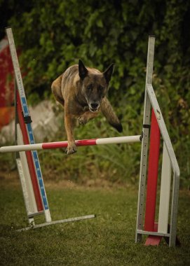 İki köpek birbirleri ile suda oynuyorlar. Belçika Malinois Çobanı