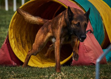 İki köpek birbirleri ile suda oynuyorlar. Belçika Malinois Çobanı