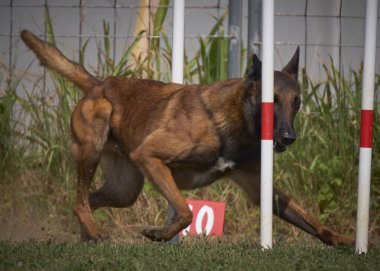 İki köpek birbirleri ile suda oynuyorlar. Belçika Malinois Çobanı