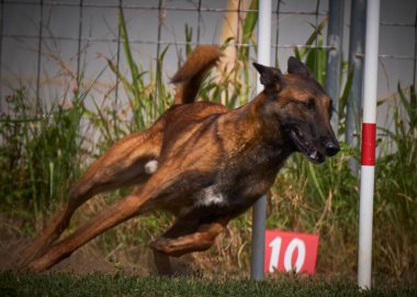 İki köpek birbirleri ile suda oynuyorlar. Belçika Malinois Çobanı