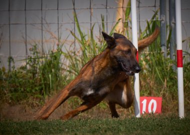 İki köpek birbirleri ile suda oynuyorlar. Belçika Malinois Çobanı