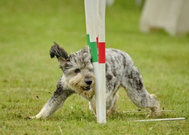 Bir köpek çimlerin üzerinde bir direğin etrafında koşuyor.