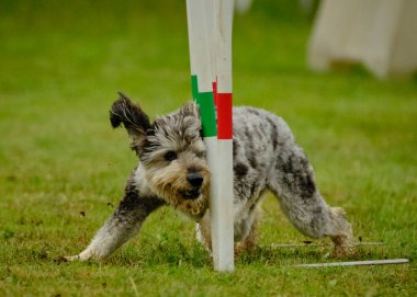 Bir köpek çimenlerde bir direkle oynuyor.