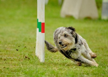 Bir köpek çimlerin üzerinde bir direğin etrafında koşuyor.