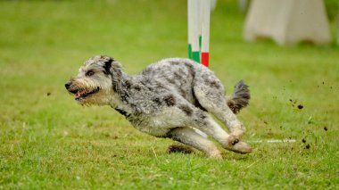 Ağzında frizbiyle tarlada koşan bir köpek.