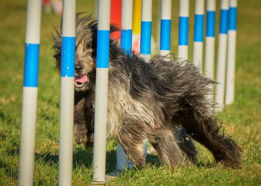 Bir sıra kutuplarda koşan bir köpek.