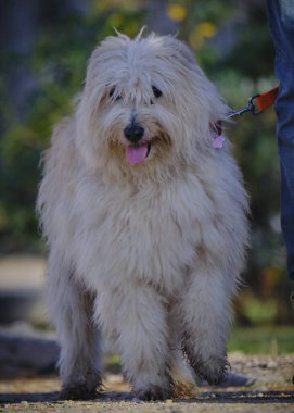 Bir köpek bir insanla tasma takıyor.