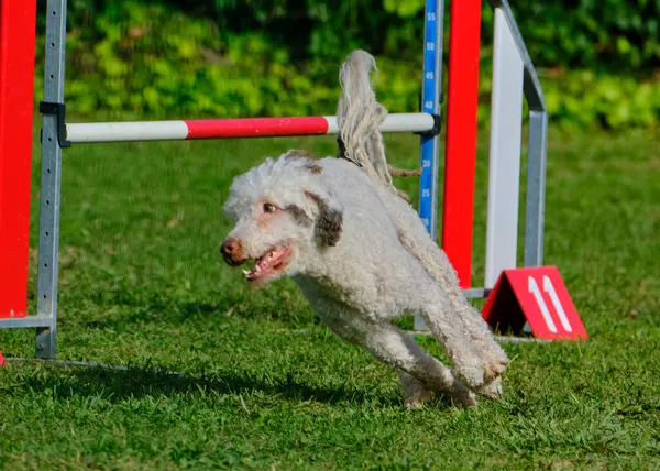 Bir köpek elinde bir rastayla tahta bir bloğun üzerinden atlıyor. İspanyol su köpeği. Spor yapan bir köpek. Çeviklik, bir köpek sporu. Spor malzemeleri. İspanyol Su Köpeği.