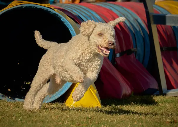Bir köpek elinde bir rastayla tahta bir bloğun üzerinden atlıyor. İspanyol su köpeği. Spor yapan bir köpek. Çeviklik, bir köpek sporu. Spor malzemeleri. İspanyol Su Köpeği.