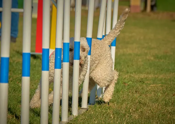 Bir köpek elinde bir rastayla tahta bir bloğun üzerinden atlıyor. İspanyol su köpeği. Spor yapan bir köpek. Çeviklik, bir köpek sporu. Spor malzemeleri. İspanyol Su Köpeği.