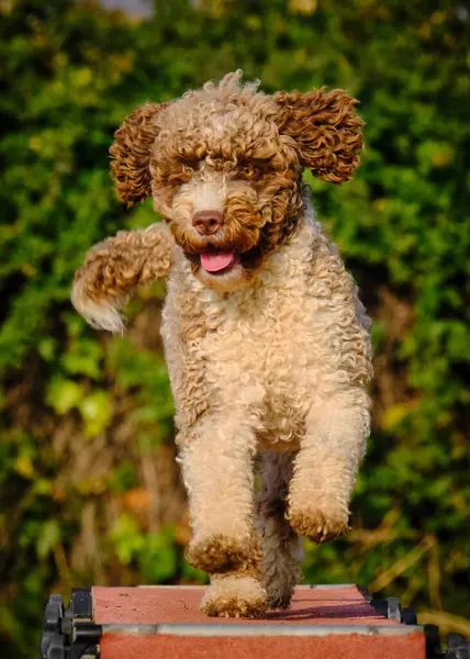 Bir köpek elinde bir rastayla tahta bir bloğun üzerinden atlıyor. İspanyol su köpeği. Spor yapan bir köpek. Çeviklik, bir köpek sporu. Spor malzemeleri. İspanyol Su Köpeği.
