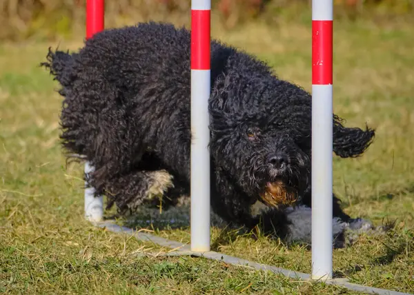 Bir köpek elinde bir rastayla tahta bir bloğun üzerinden atlıyor. İspanyol su köpeği. Spor yapan bir köpek. Çeviklik, bir köpek sporu. Spor malzemeleri. İspanyol Su Köpeği.