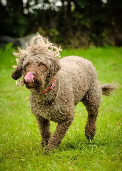 Bir köpek elinde bir rastayla tahta bir bloğun üzerinden atlıyor. İspanyol su köpeği. Spor yapan bir köpek. Çeviklik, bir köpek sporu. Spor malzemeleri. İspanyol Su Köpeği.