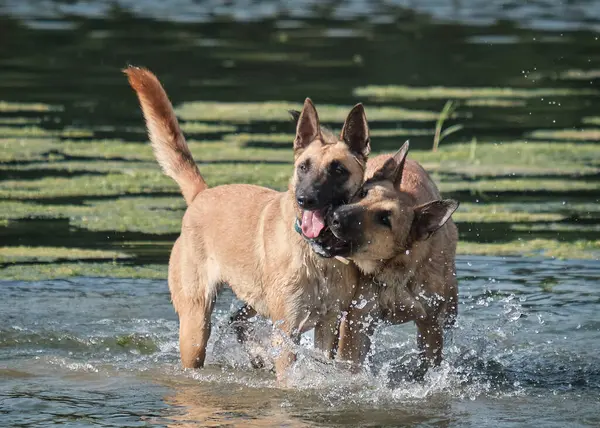 İki köpek birbirleri ile suda oynuyorlar. Belçika Malinois Çobanı