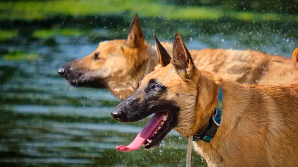 İki köpek birbirleri ile suda oynuyorlar. Belçika Malinois Çobanı