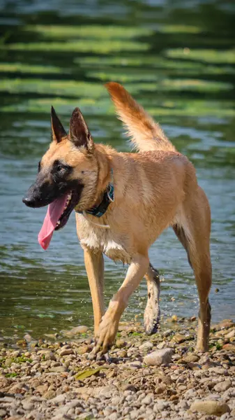İki köpek birbirleri ile suda oynuyorlar. Belçika Malinois Çobanı