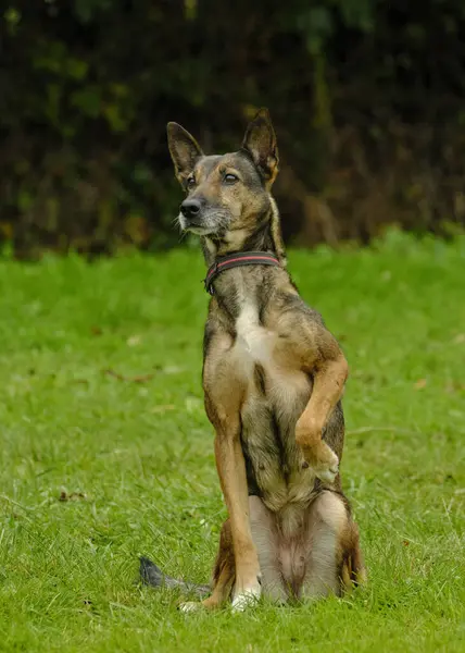 İki köpek birbirleri ile suda oynuyorlar. Belçika Malinois Çobanı