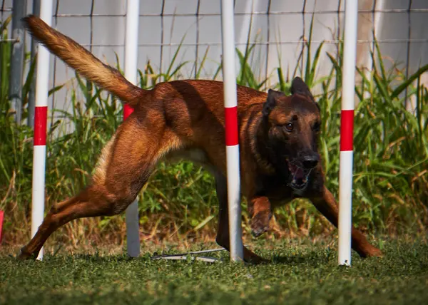 İki köpek birbirleri ile suda oynuyorlar. Belçika Malinois Çobanı