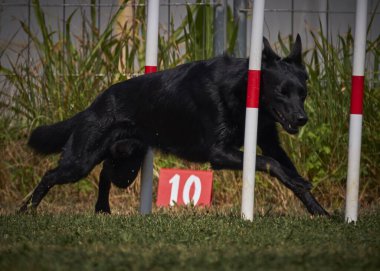 Tarlada direğin üzerinden atlayan bir köpek. Belçikalı çoban