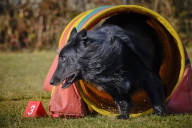 Tarlada direğin üzerinden atlayan bir köpek. Belçikalı çoban