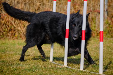 Tarlada direğin üzerinden atlayan bir köpek. Belçikalı çoban