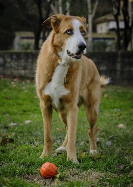 Topla tarlada duran bir köpek.