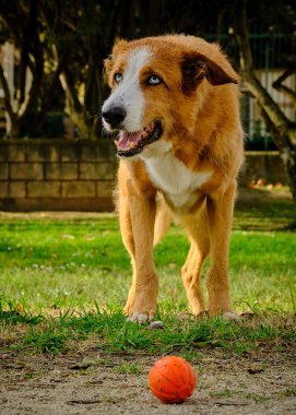 Topla çimlerin üzerinde duran bir köpek.