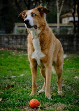 Topla tarlada duran bir köpek.