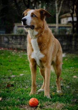 Topla tarlada duran bir köpek.