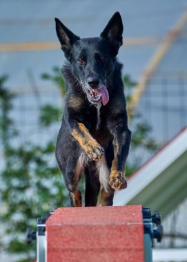 Bir köpek bir kişi tarafından tutuluyor. Alman çoban köpeği.