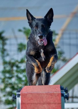 Bir köpek bir kişi tarafından tutuluyor. Alman çoban köpeği.