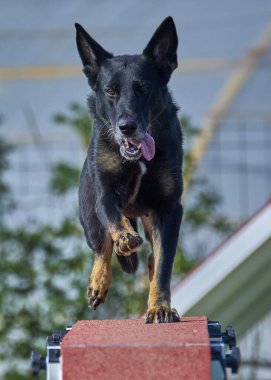 Bir köpek bir kişi tarafından tutuluyor. Alman çoban köpeği.