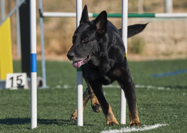 Bir köpek bir kişi tarafından tutuluyor. Alman çoban köpeği.