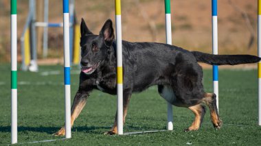 Bir köpek bir kişi tarafından tutuluyor. Alman çoban köpeği.