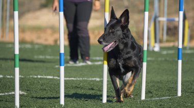 Bir köpek bir kişi tarafından tutuluyor. Alman çoban köpeği.